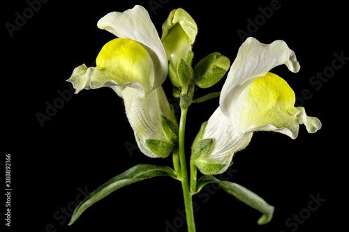 Yellow flowers of snapdragon, lat.Antirrhinum majus, isolated on black background