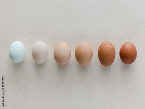 Eggs by color photo