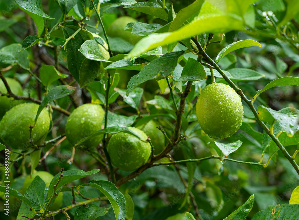 Lemon fruit on a tree in the rain