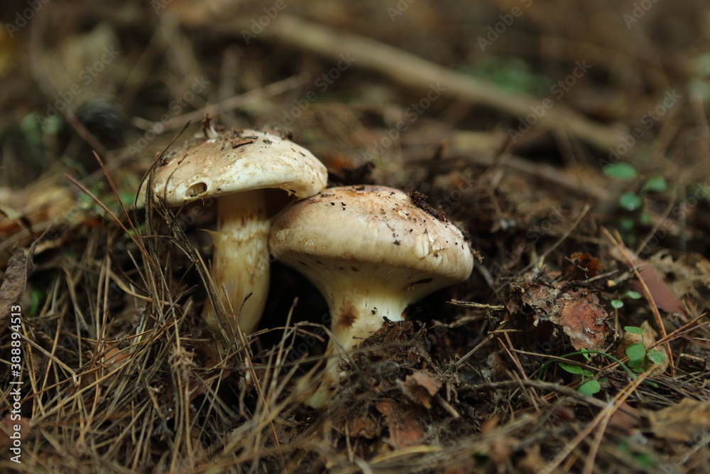 Fototapeta premium マツタケ matsutake