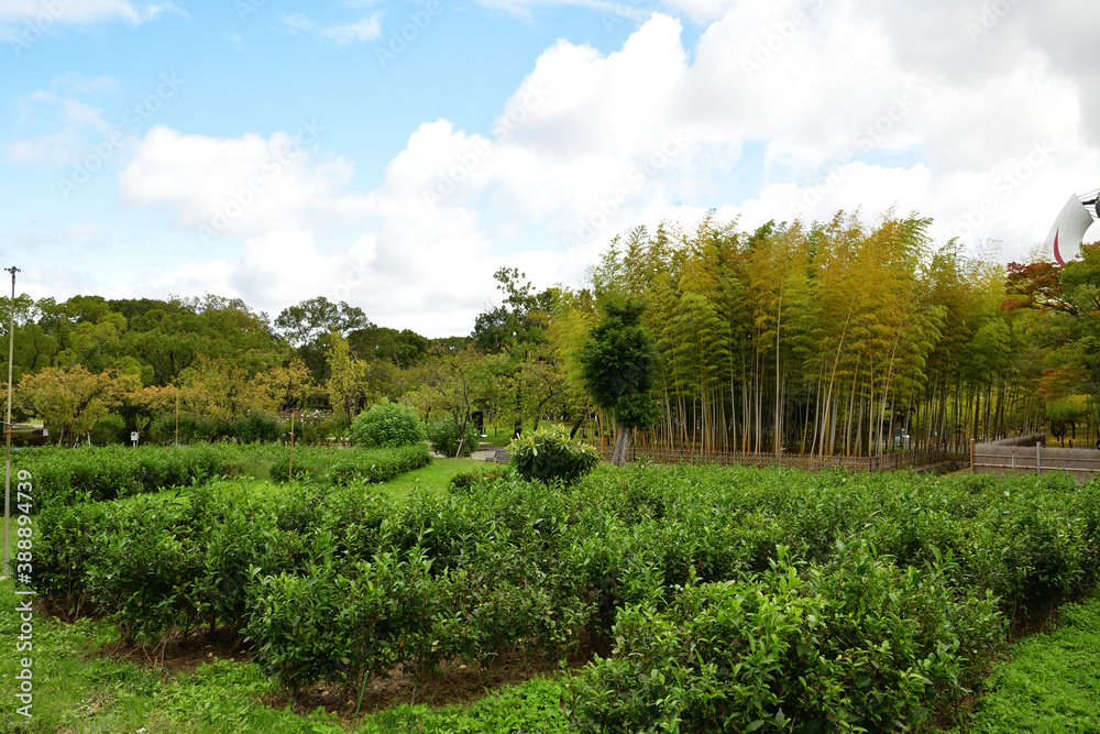 大阪万博記念公園　茶畑と竹林
