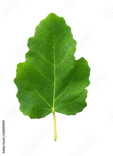 Fig leaves on a white background