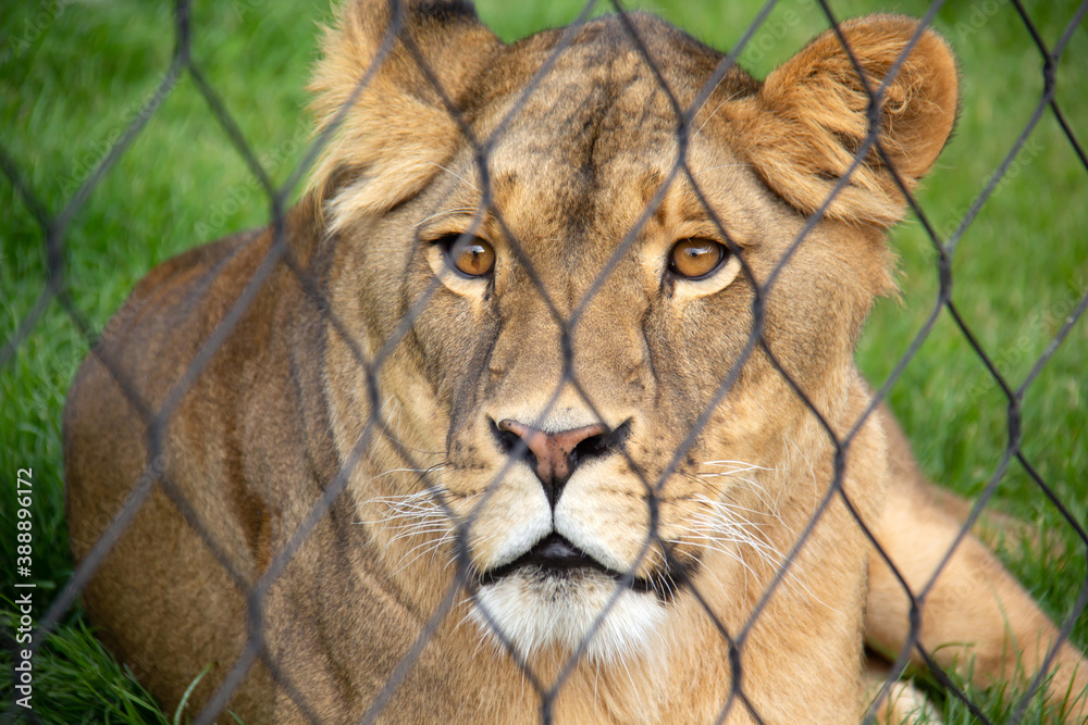 lion in the grass looking through a fence lion in the grass looking through a fence