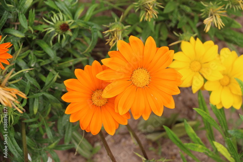 orange flowers in the garden