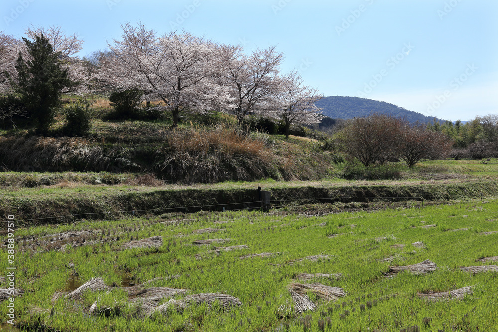 桜と三輪山