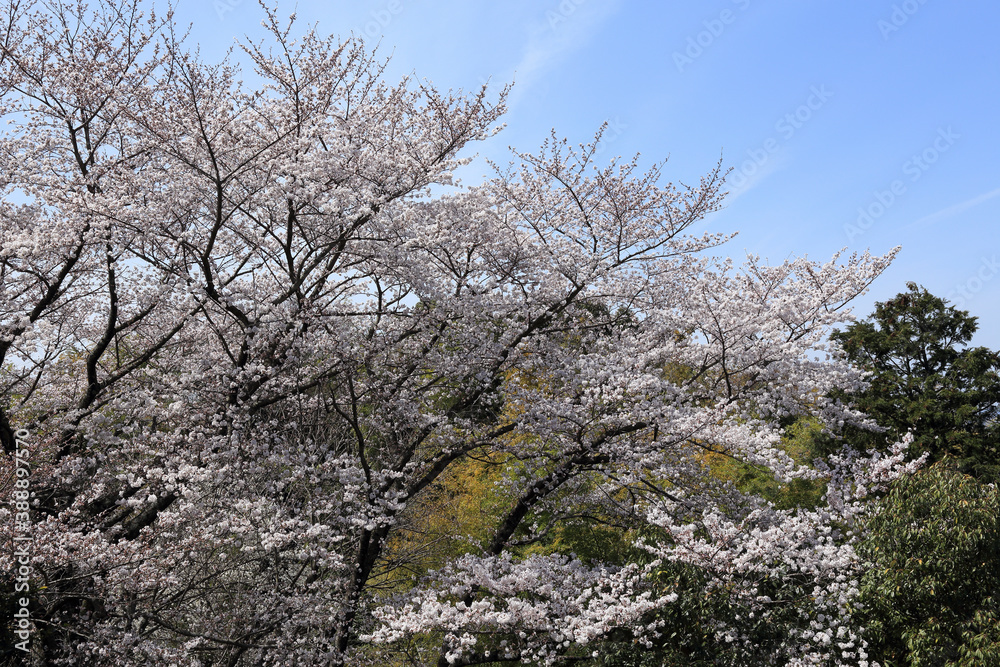 桜