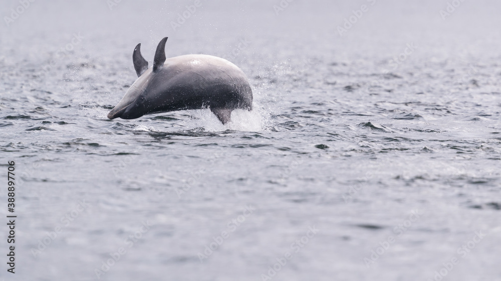 Obraz premium Breaching wild bottlenose 🐬