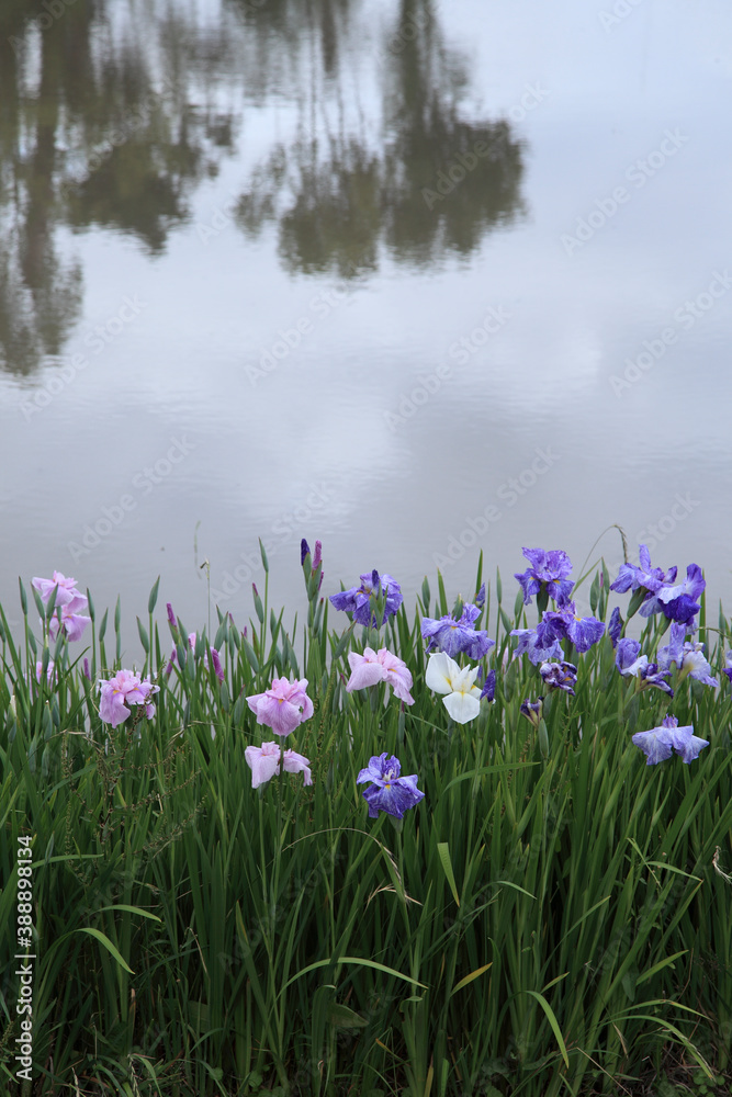 花菖蒲 花菖蒲