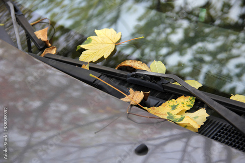 Fallen autumn leaves on the windshield and hood of the car reflecting tree branches.