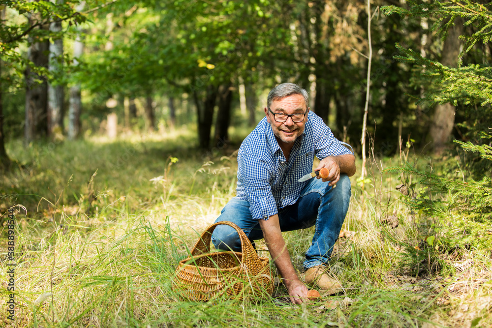 Mature man collecting mushroom in forest Mature man collecting mushroom in forest