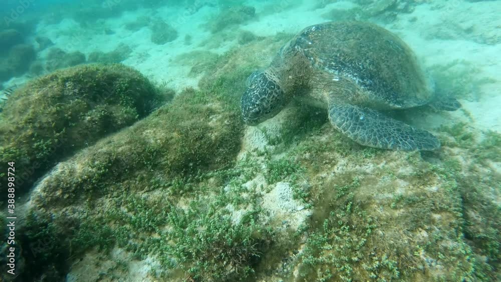 Giant Sea Turtle Eats Algae Off Rocks In Ocean, Galapagos Islands Giant Sea Turtle Eats Algae Off Rocks In Ocean, Galapagos Islands