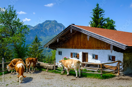 Germany, Bavaria, Bad Feilnbach, Cattle grazing in front of farmhouse in summer photo