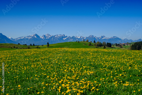 Dandelions blooming in springtime meadow with Allgau Alps in distant background