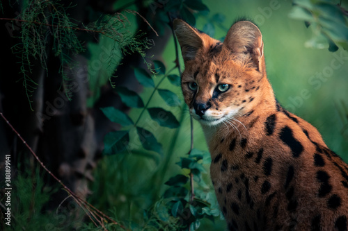 Closeup portrait of a serval photo
