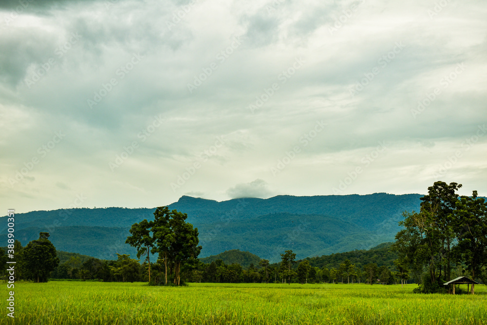 Paddy field on green grass Paddy field on green grass