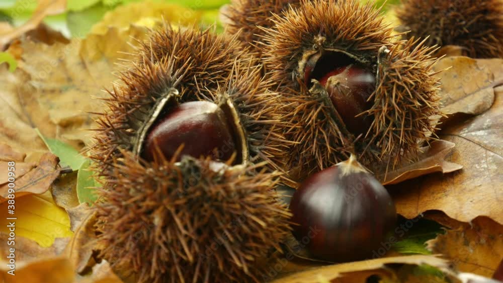 Chestnut in the hedgehog on the autumn leaves Chestnut in the hedgehog on the autumn leaves