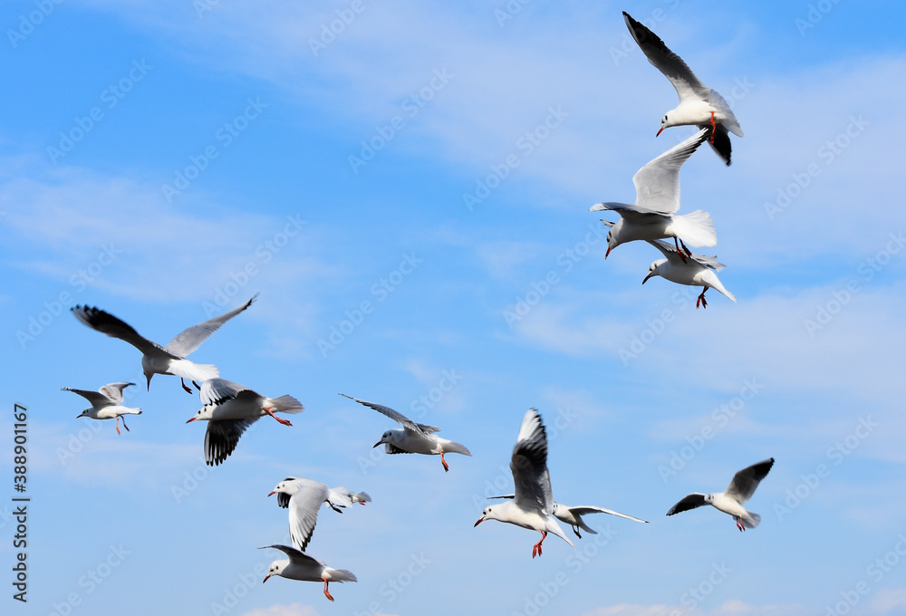 Fototapeta premium Seagulls gathering in the sky