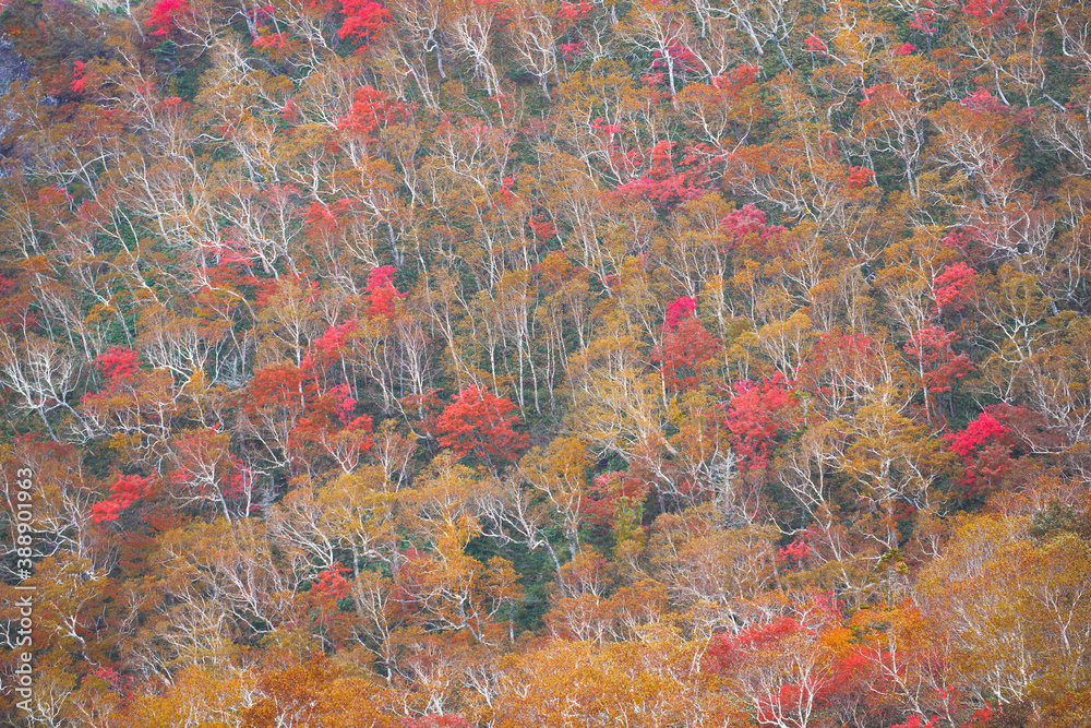 北海道のダケカンバの紅葉した風景
