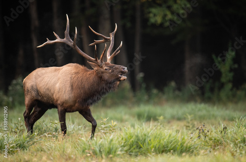 Bull Elk in Autumn 