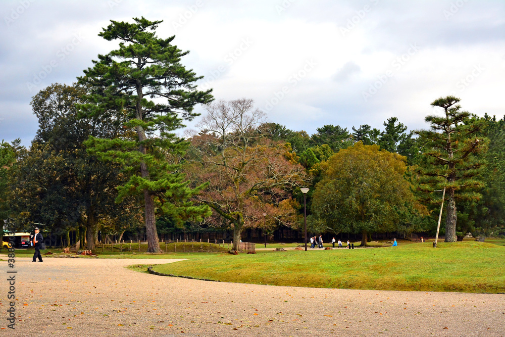 Nara outdoor park with trees and grass in Nara, Japan