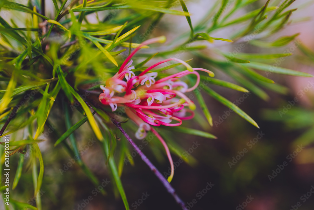 native Australian semperflorens grevillea plant with red and yellow flowers outdoor native Australian semperflorens grevillea plant with red and yellow flowers outdoor