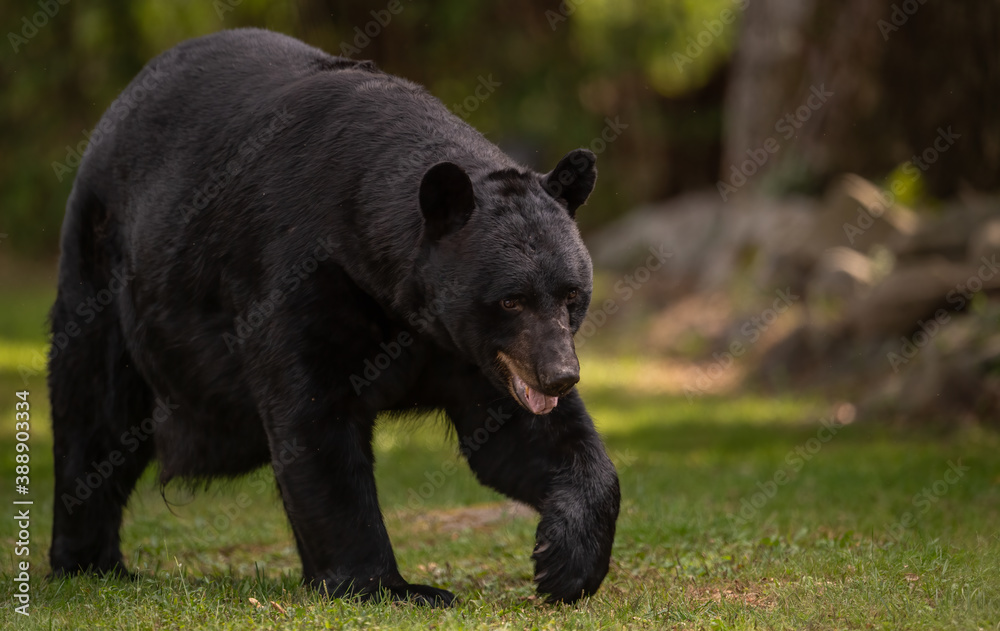 Obraz premium Black Bear