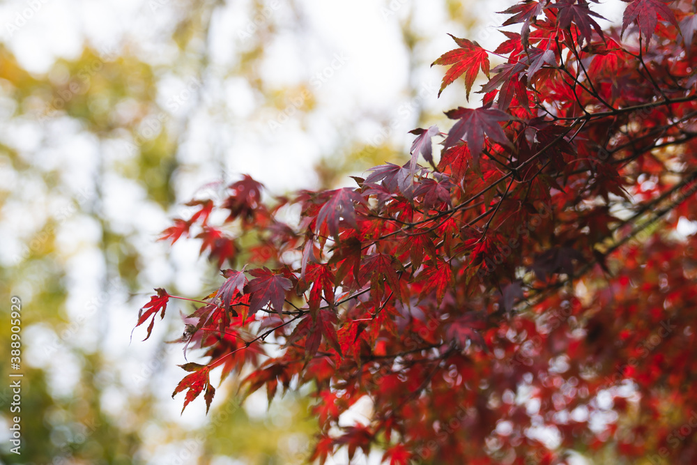 Tree with Red Autumn Leaves in Brussels Belgium Tree with Red Autumn Leaves in Brussels Belgium