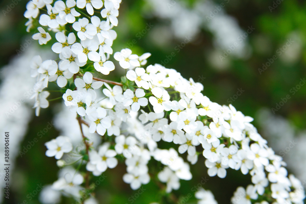 ユキヤナギの花