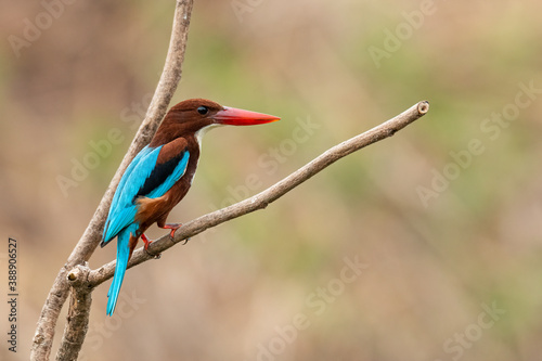 White-throated Kingfisher perching on a perch looking into a distance