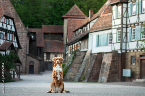 dog on the background of half-timbered houses. Pet in the city. Nova Scotia Duck Tolling Retriever for a walk