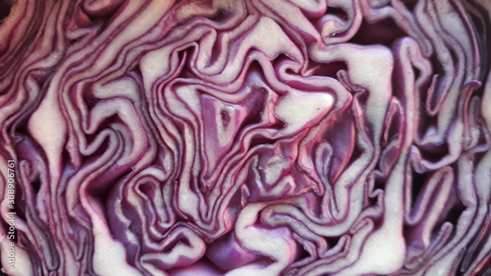 Purple cabbage 