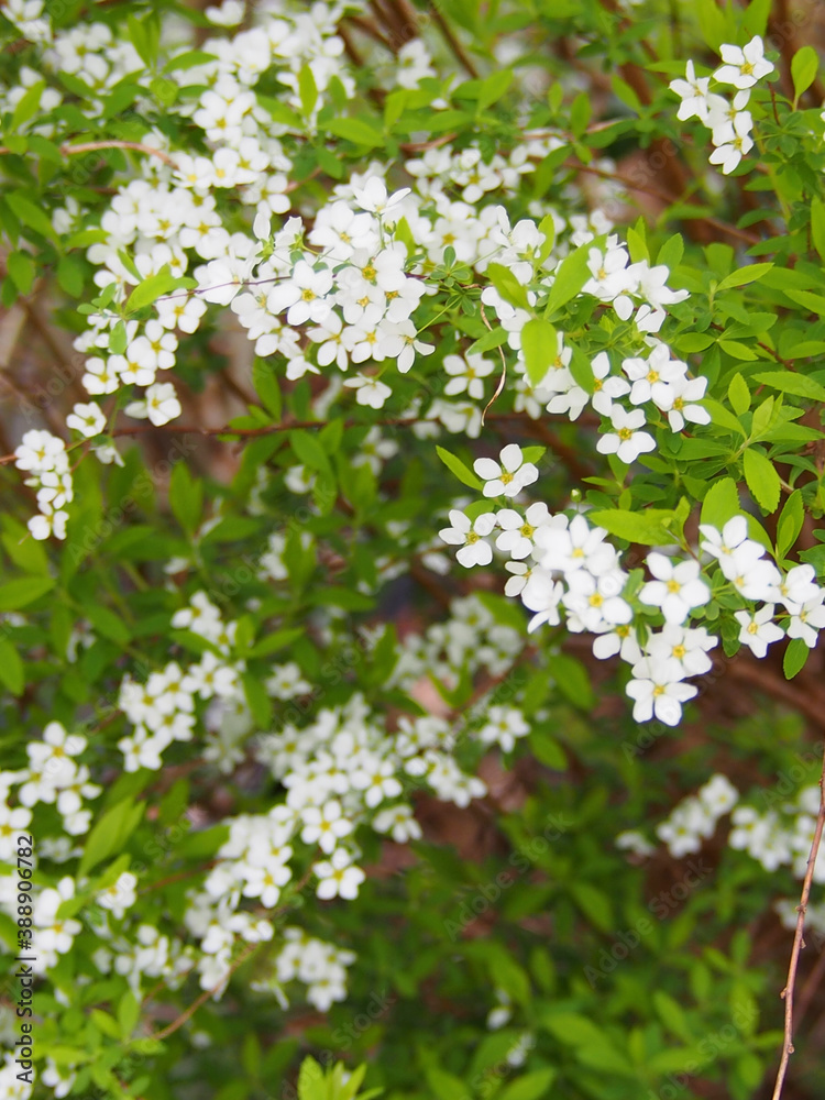 ユキヤナギの花 ユキヤナギの花