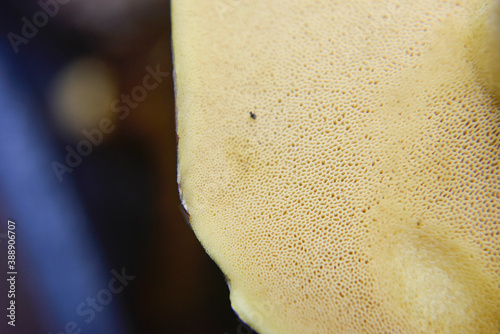 selective focus at the bottom side of the mushroom