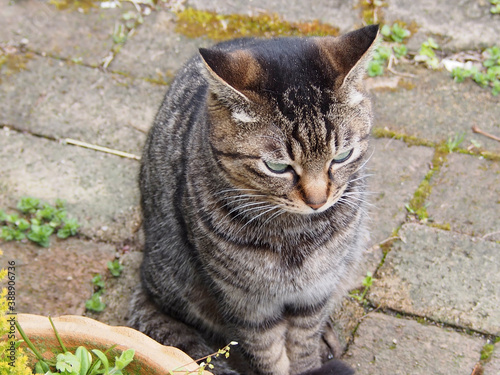 庭の煉瓦の上にいる猫 © Paylessimages