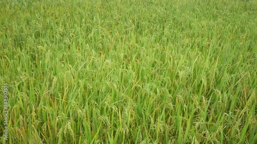 Rice green stalks swaying in the wind in harvesting season. Rice green stalks swaying in the wind in harvesting season.