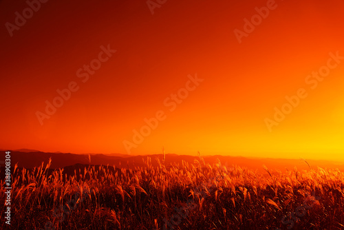 夕焼け色に染まるススキの原 © PAE