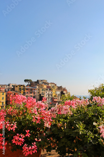 View of Manarola, Cinque Terra, Italy in the background. Flowers in the foreground. No people, copy space.