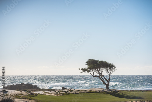 Tree Fan Shell beach on the 17 mile drive. photo