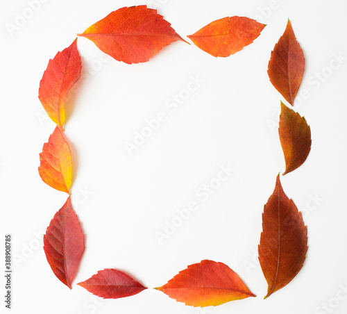 Creative fall autumn composition.Frame made of yellow,orange and red leaves on a white background.Fall concept,flat lay,top view,copy space,above.Seasonal holiday greeting card design.Minimal concept.
