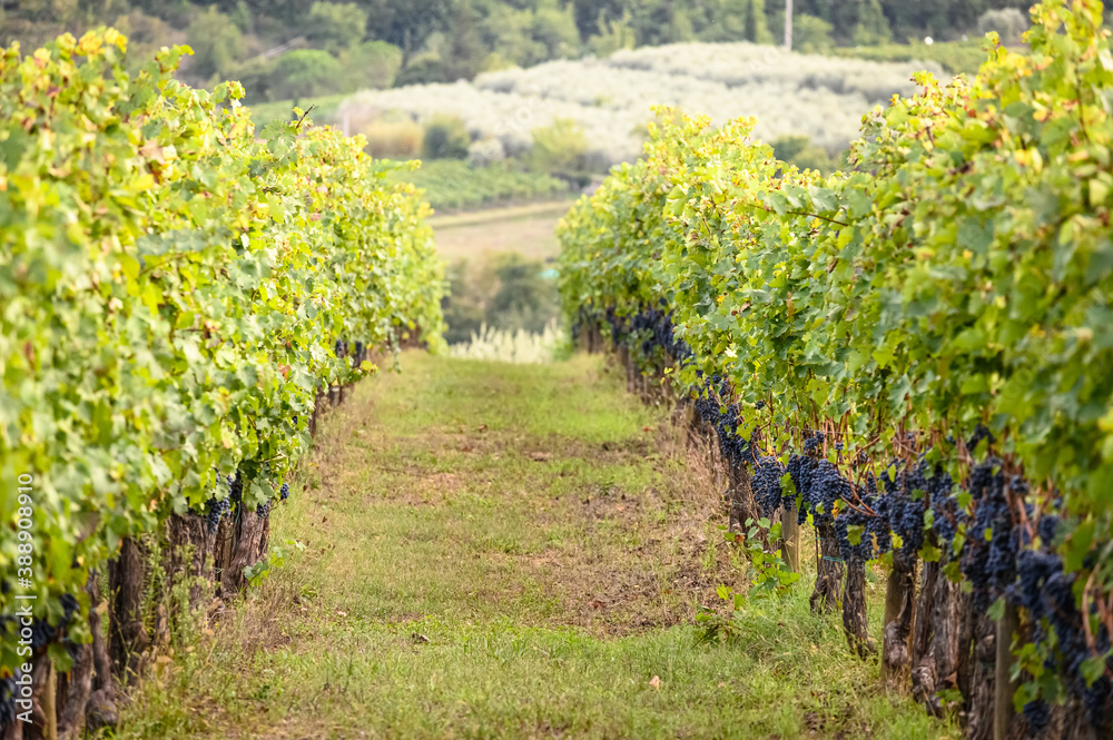 Grape vines in Greve in Chianti. Tuscany, Italy.