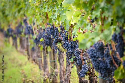 Foto Grape vines in Greve in Chianti. Tuscany, Italy.
