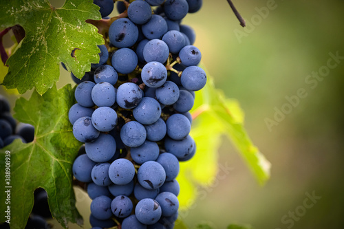 Closeup of grapes in Greve in Chianti. Tuscany, Italy. photo