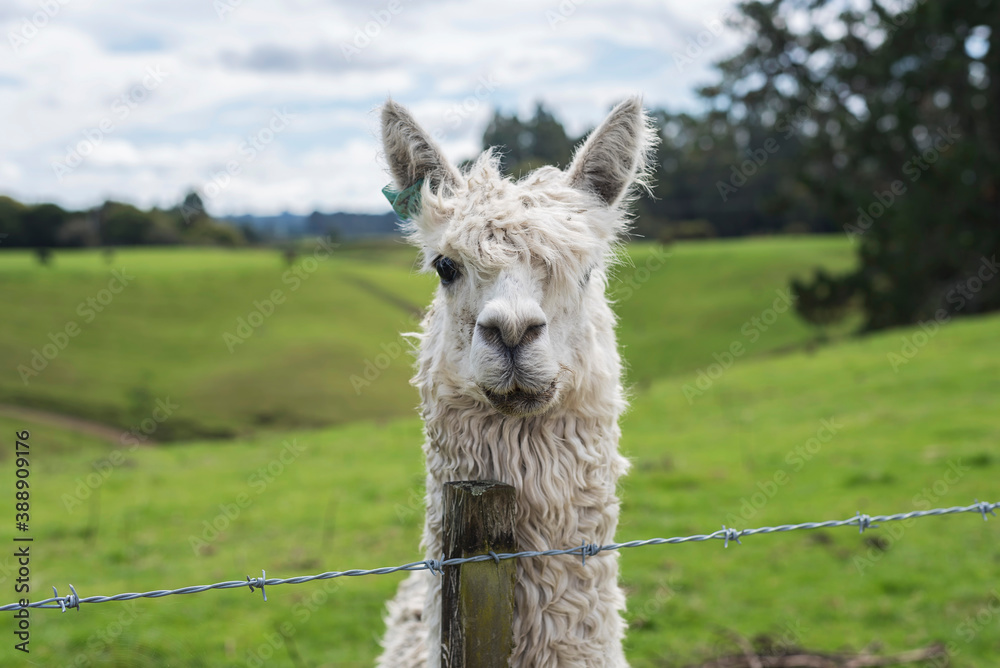 Obraz premium Alpaca close-up at Rotorula Zoo, New Zealand