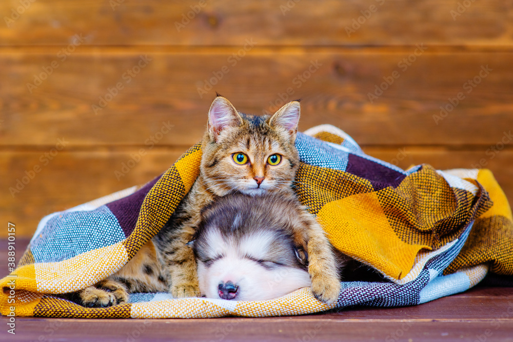 Naklejka premium The kitten lies and looks at the camera on a fluffy sleeping puppy under a checkered blanket