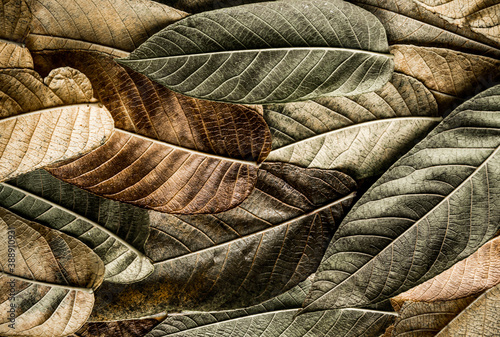 texture of yellow and green leaves on a black background. autumn motley multicolored texture. closeup of autumn tree leaves