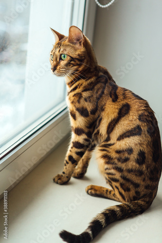 Cute golden bengal kitty cat sitting windowsill looking out the window.