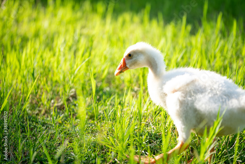 duck in grass