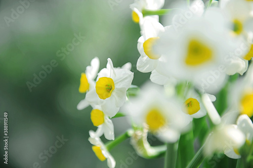 Close-up photo of white daffodils