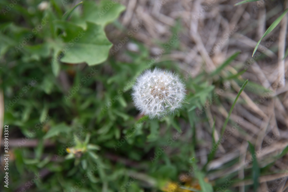 Dandelion closeup growing on grass outdoors Dandelion closeup growing on grass outdoors