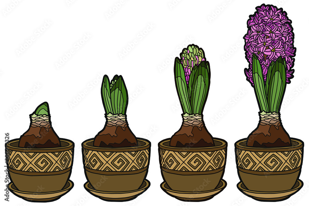 Vector illustration. Hand drawing botanical art. Hyacinth growth stages. Botanical illustration.